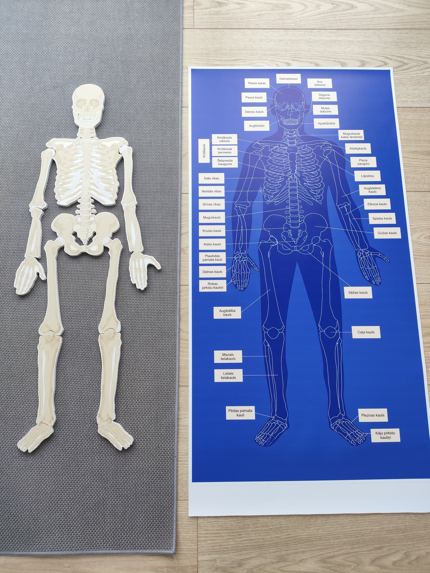 Cilvēka skeleta paklājiņš AR kaulu nosaukumiem