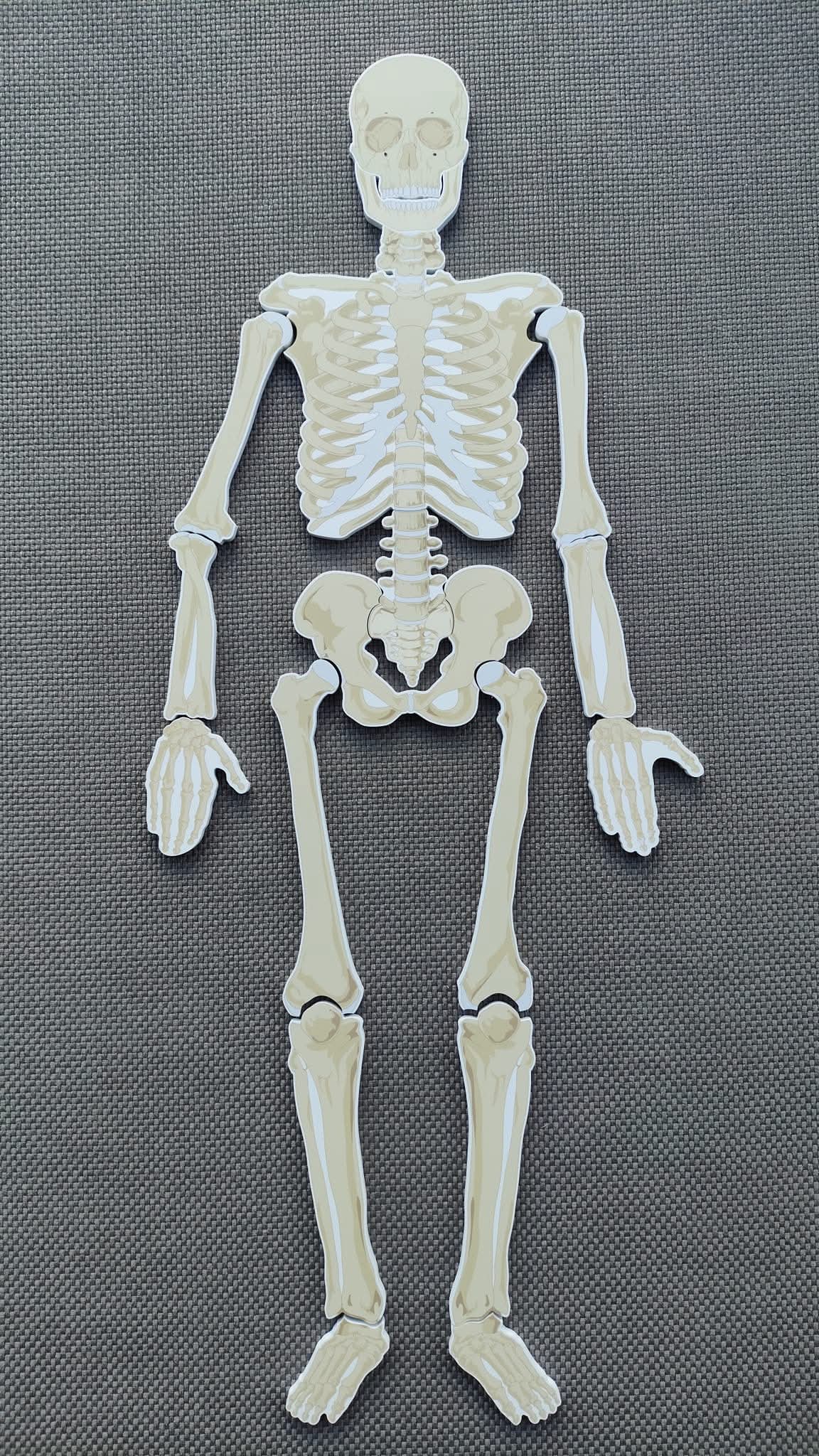 CILVĒKA SKELETS - kauli
