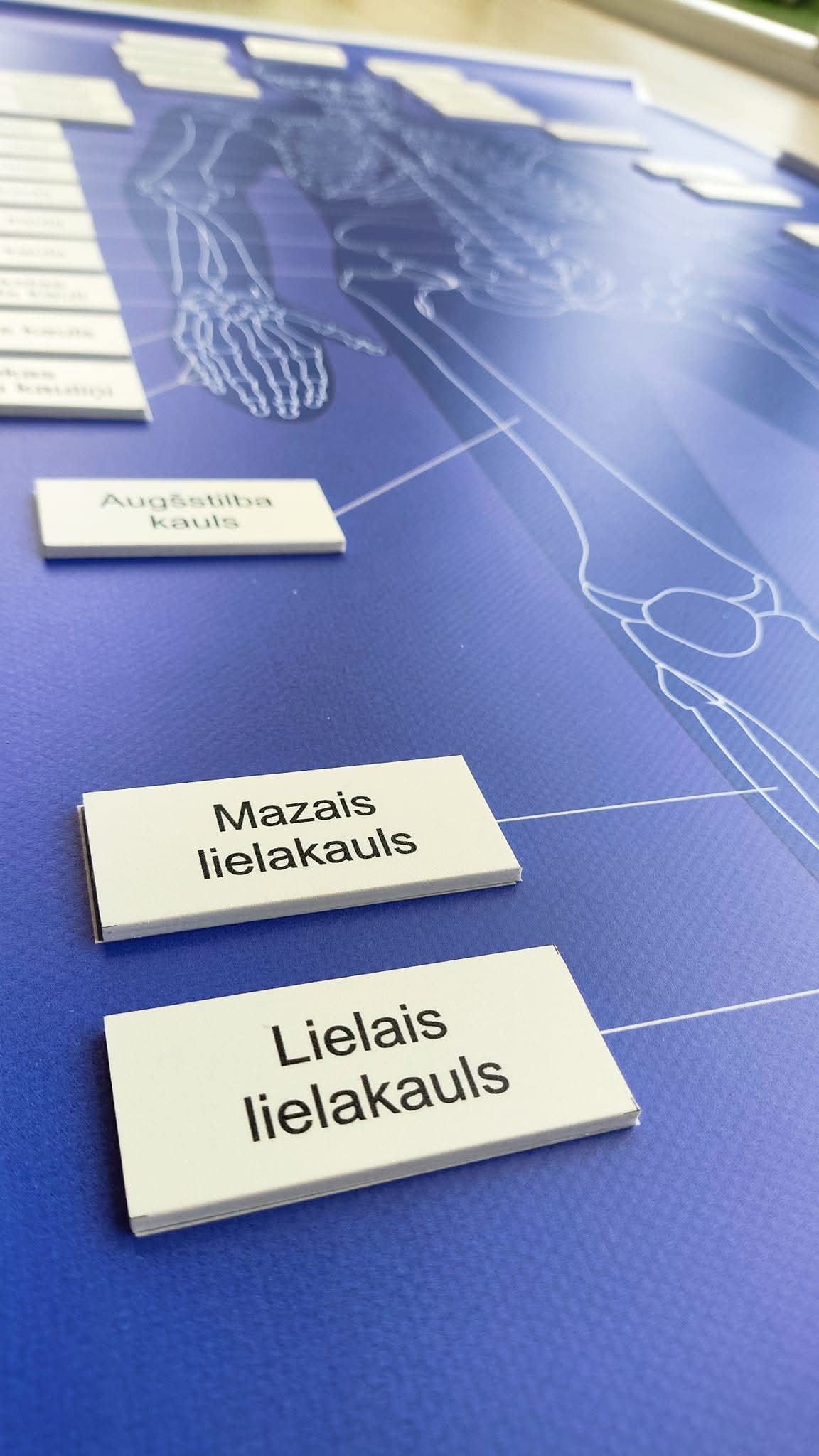 CILVĒKA SKELETS - VISS KOMPLEKTS