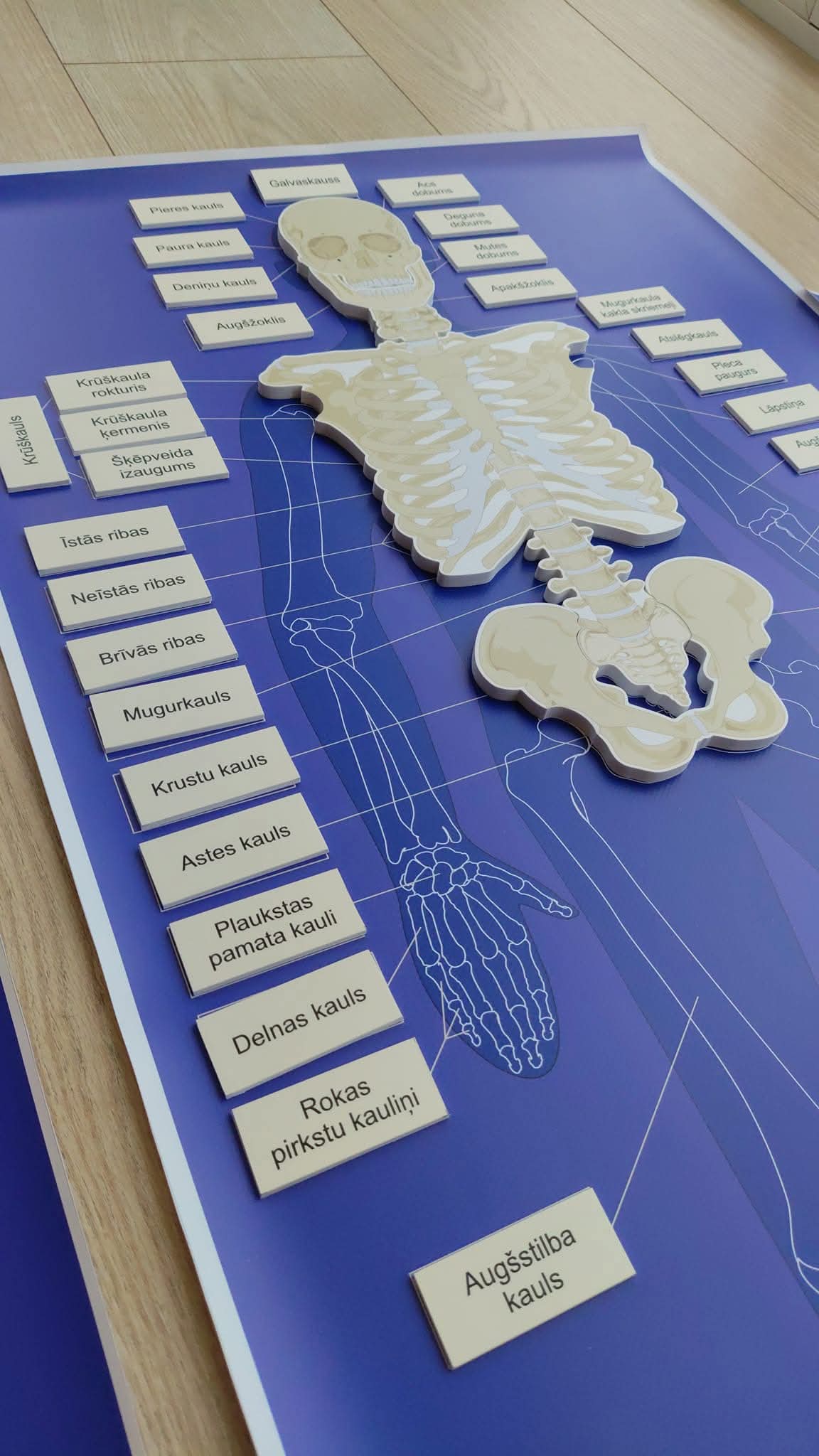 CILVĒKA SKELETS - VISS KOMPLEKTS