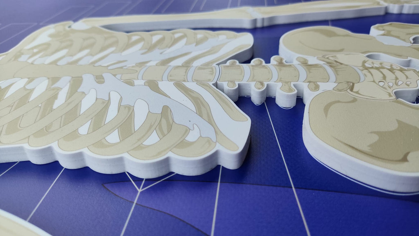 CILVĒKA SKELETS - VISS KOMPLEKTS