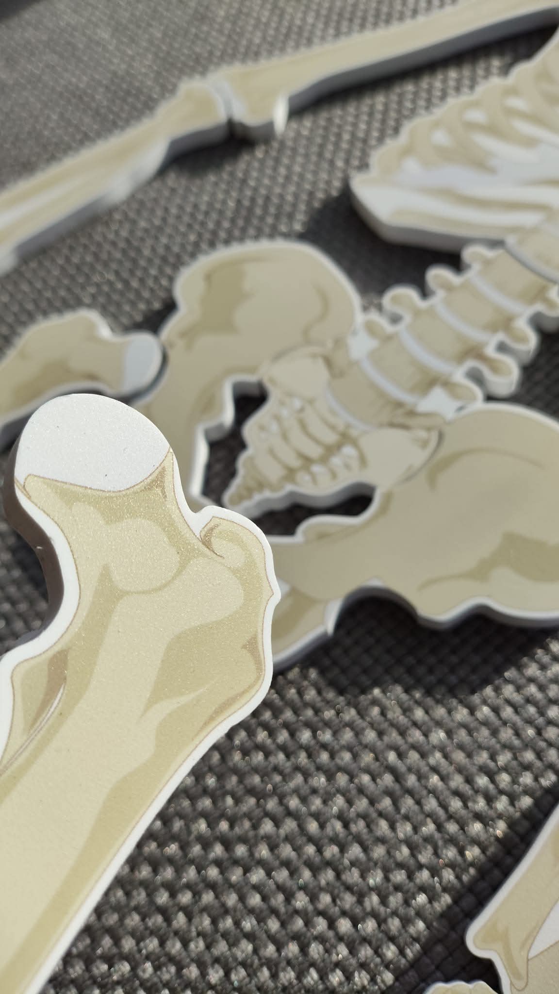 CILVĒKA SKELETS - kauli