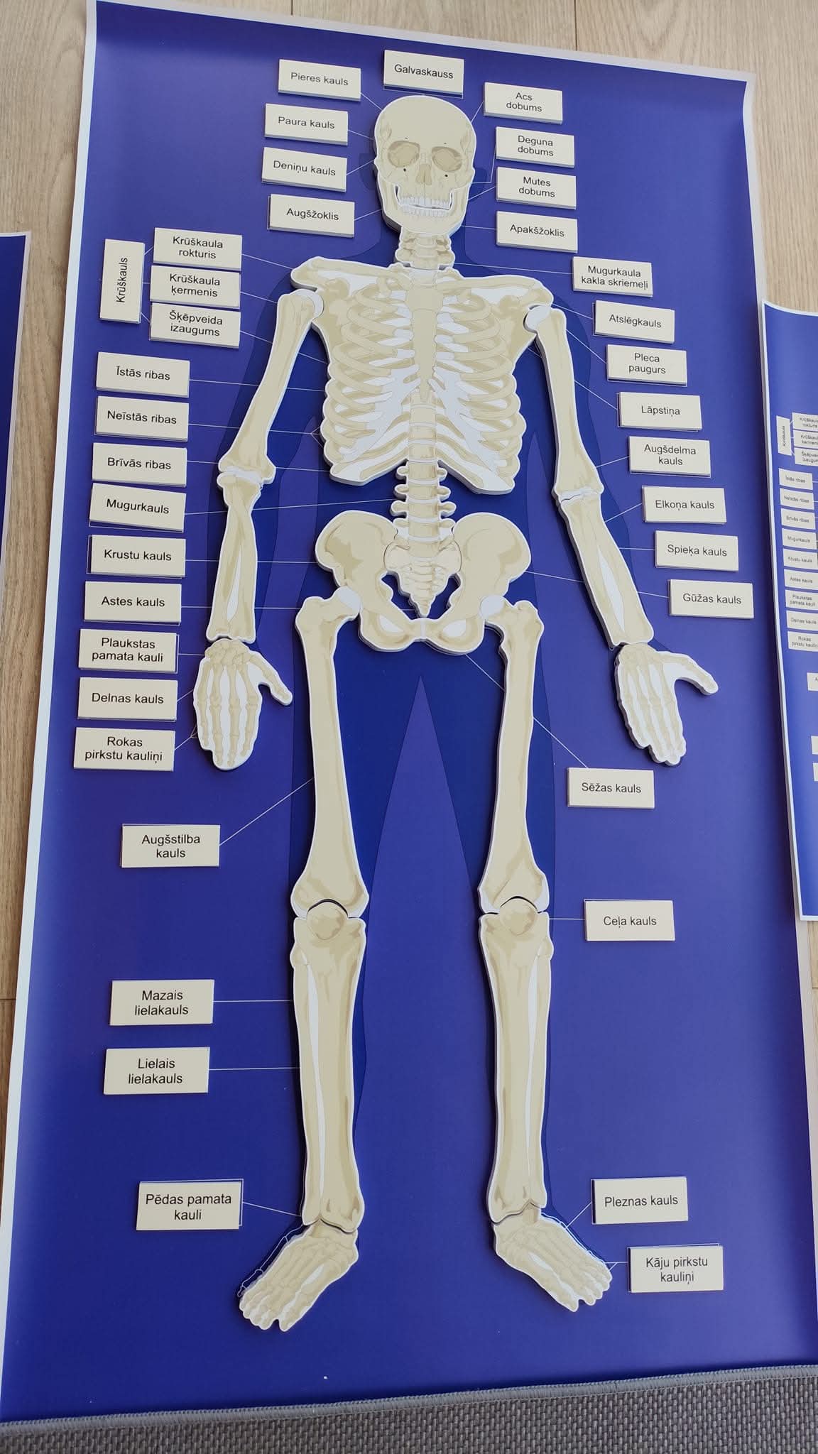 CILVĒKA SKELETS - VISS KOMPLEKTS