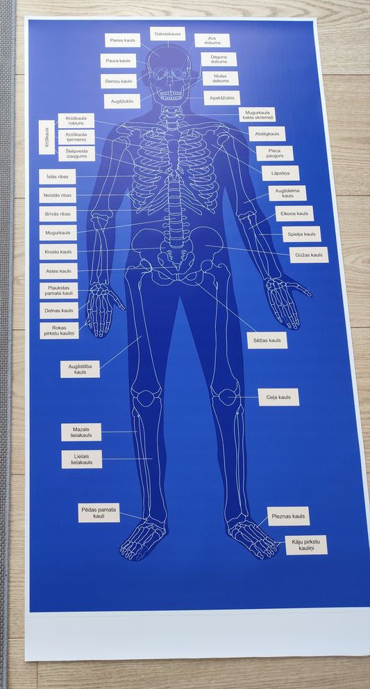 Cilvēka skeleta paklājiņš AR kaulu nosaukumiem