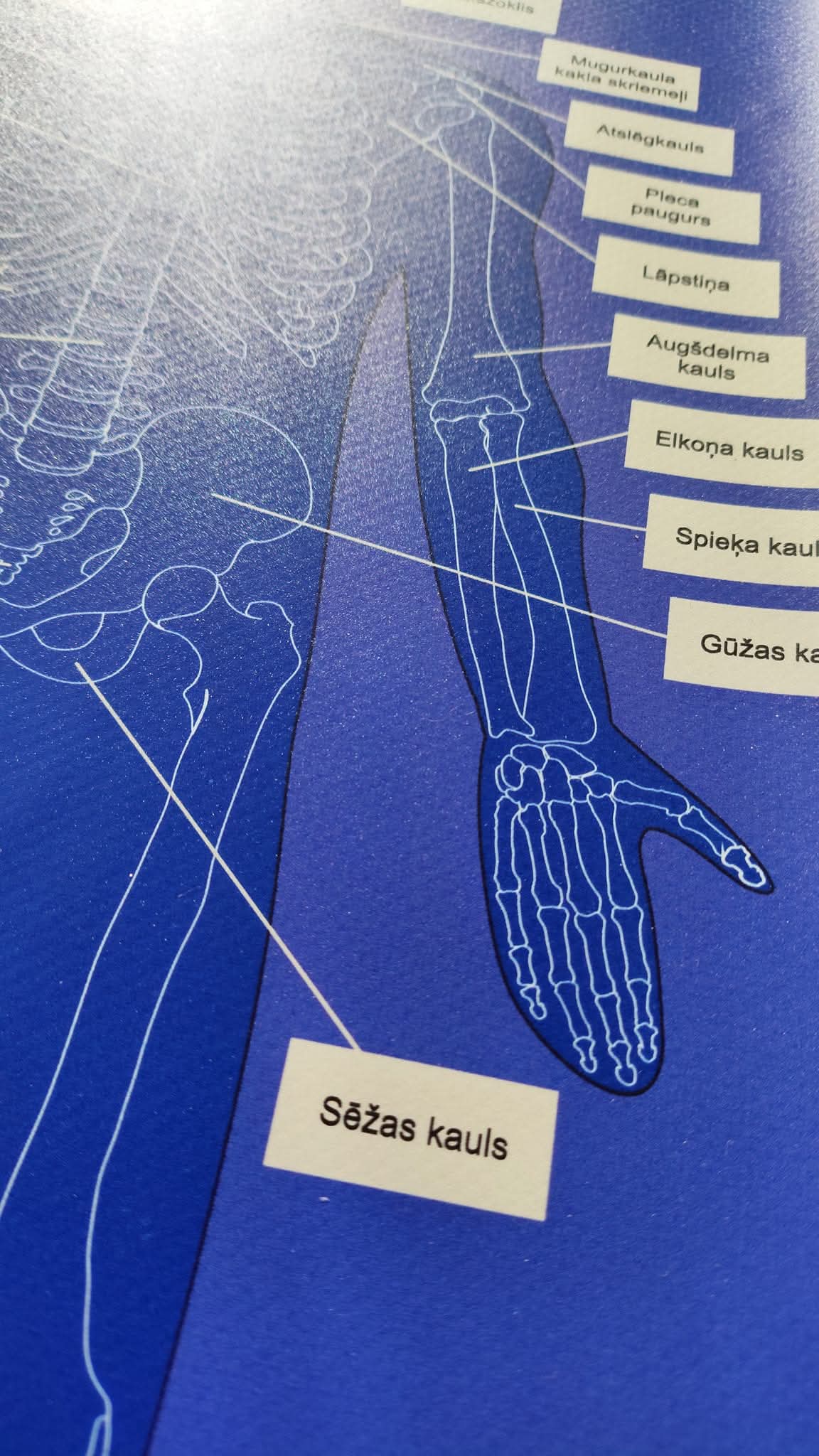 CILVĒKA SKELETS - VISS KOMPLEKTS