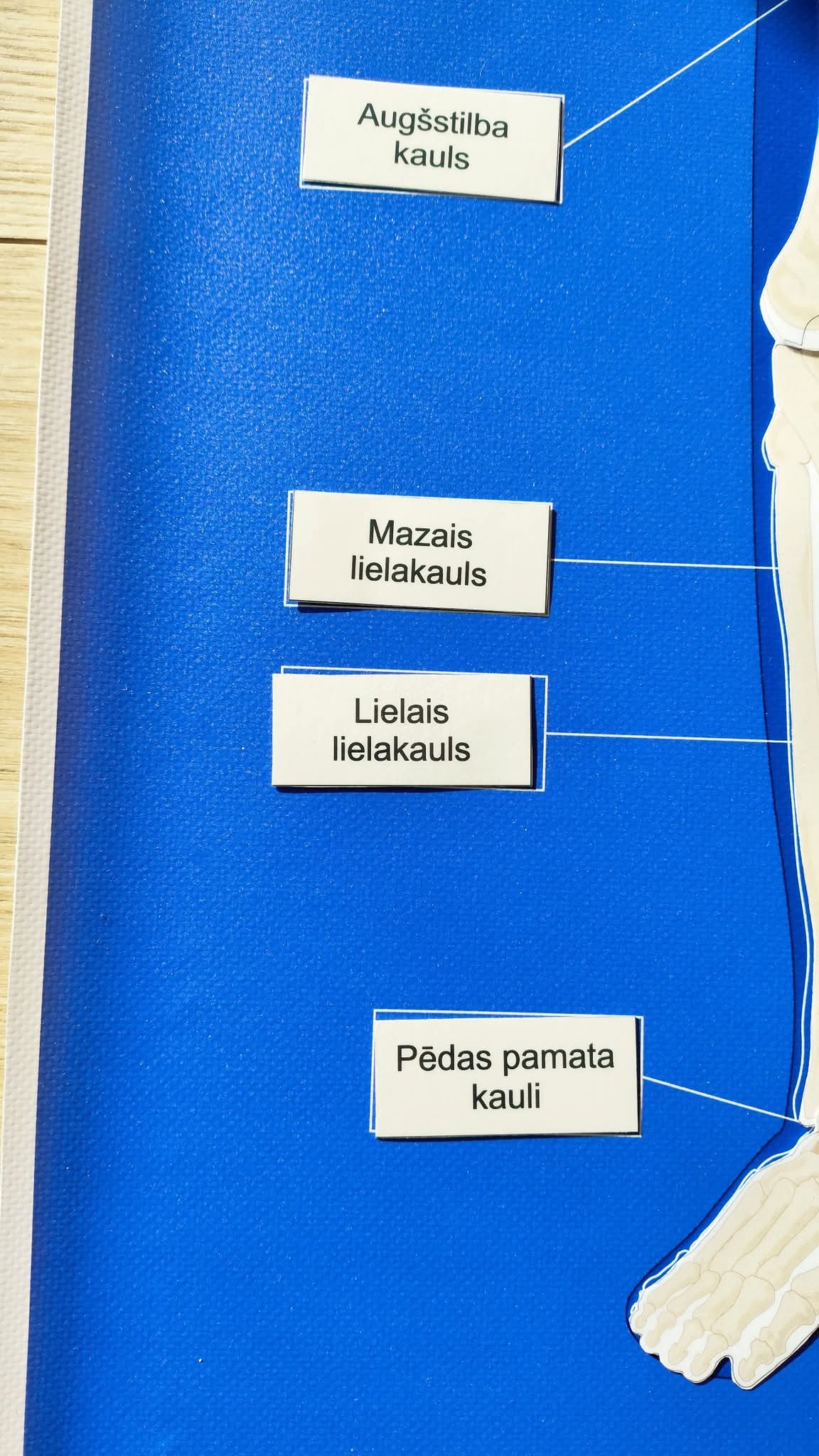 PDF FAILS - CILVĒKA SKELETA KONTROLKARTE/PLAKĀTS, CILVĒKA SKELETS - kauli, CILVĒKA SKELETA KAULU NOSAUKUMU KARTIŅAS.